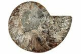 Cut & Polished Ammonite Fossil (Half) - Crystal Filled Chambers #191673-1